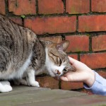 猫好きさん必見!台湾の猫スポット・猫村。台北から日帰りOK!