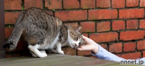 猫好きさん必見!台湾の猫スポット・猫村。台北から日帰りOK!