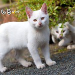 白い子猫たちのじゃれあい|相島の猫・白い仔猫たち①
