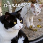 現れた大人・・・|相島の猫・白い仔猫たち③