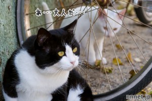 現れた大人・・・|相島の猫・白い仔猫たち③