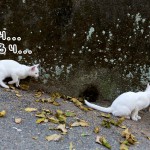 はげしい猫たちの追いかけっこ|相島の猫・白い仔猫たち②
