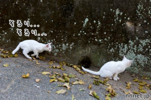はげしい猫たちの追いかけっこ|相島の猫・白い仔猫たち②