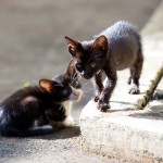 シンガポールの猫・チャイナタウンの仔猫たち