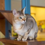 【名古屋の猫カフェ】Cats Gallery(キャッツギャラリー)