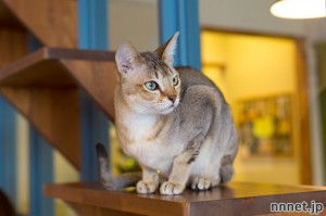 【名古屋の猫カフェ】Cats Gallery(キャッツギャラリー)