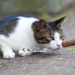 またたびの木に喜ぶ猫