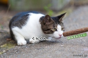 またたびの木に喜ぶ猫