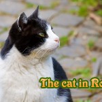 ローマの公園で出会った猫
