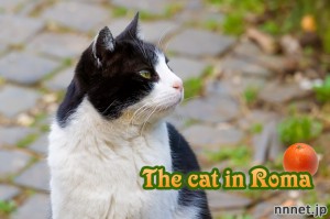 ローマの公園で出会った猫