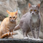 尾道で出会った猫たち