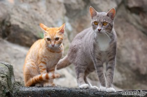 尾道で出会った猫たち