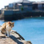 愛媛県・青島の猫たち①
