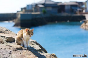 愛媛県・青島の猫たち①
