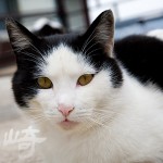 長崎県・尾曲がり猫を探して①