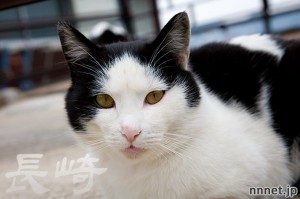 長崎県・尾曲がり猫を探して①