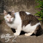 長崎県・尾曲がり猫を探して②
