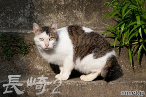 長崎県・尾曲がり猫を探して②