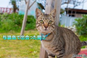 鹿児島県・与論島で出会った猫たち②ビーチのキジトラさんたち