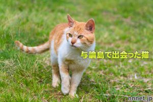 鹿児島県・与論島で出会った猫たち①青空の下の猫と動物