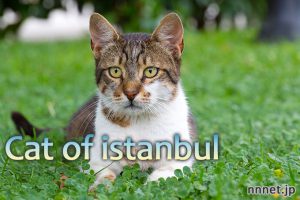 かわいすぎるイスタンブールの猫・おじさまとキジ白さん