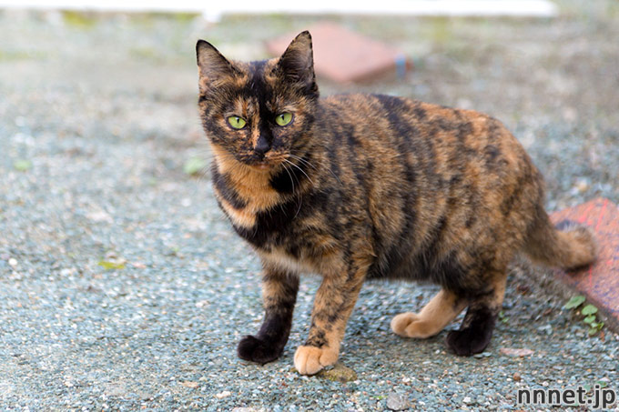 サビ猫 tortoiseshell cat