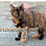 【猫画像たくさん!】サビ猫のことを英語で言うと「tortoiseshell cat」