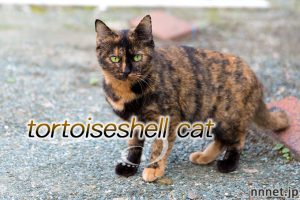 【猫画像たくさん！】サビ猫のことを英語で言うと「tortoiseshell cat」