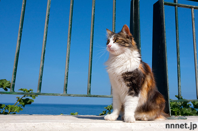 猫画像たくさん 三毛猫のことを英語で言うと Calico Cat 猫ねこネット 世界ねこ旅や 猫情報