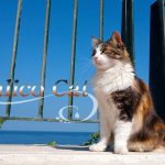 【猫画像たくさん!】三毛猫のことを英語で言うと「Calico cat」