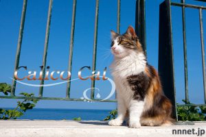 【猫画像たくさん！】三毛猫のことを英語で言うと「Calico cat」