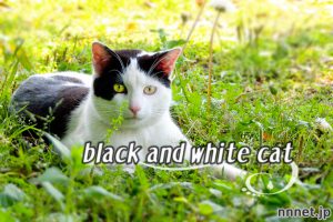 【猫画像たくさん！】黒白猫のことを英語で言うと･･･