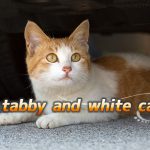 【猫画像たくさん!】茶白猫のことを英語で言うと「Red tabby and white cat」「Orange tabby and white cat」