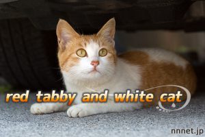 【猫画像たくさん!】茶白猫のことを英語で言うと「Red tabby and white cat」「Orange tabby and white cat」
