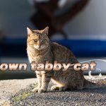 【猫画像たくさん!】キジトラ猫のことを英語で言うと「Brown tabby cat」