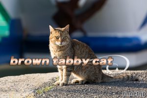 【猫画像たくさん！】キジトラ猫のことを英語で言うと「Brown tabby cat」