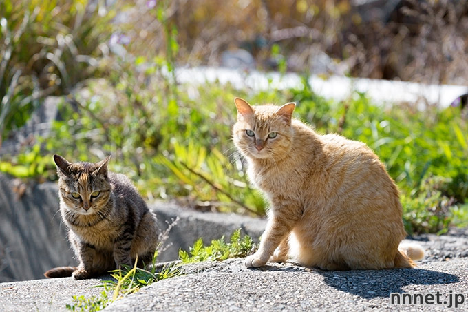 猫画像たくさん 茶トラ猫のことを英語で言うと Red Tabby Cat Orange Tabby Cat 猫ねこネット 世界ねこ旅や 猫 情報