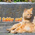 【猫画像たくさん!】茶トラ猫のことを英語で言うと?