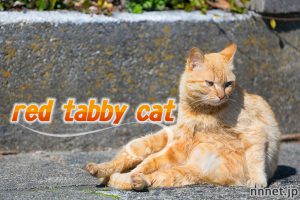 猫画像たくさん！】茶トラ猫のことを英語で言うと？ | 猫ねこ