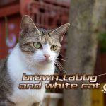 【猫画像たくさん!】キジ白猫のことを英語で言うと・・・