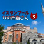 ピンクの首輪が似合っている、トルコの洋品店の三毛猫
