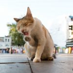 猫がたくさんいる国、トルコ・イスタンブールへの旅