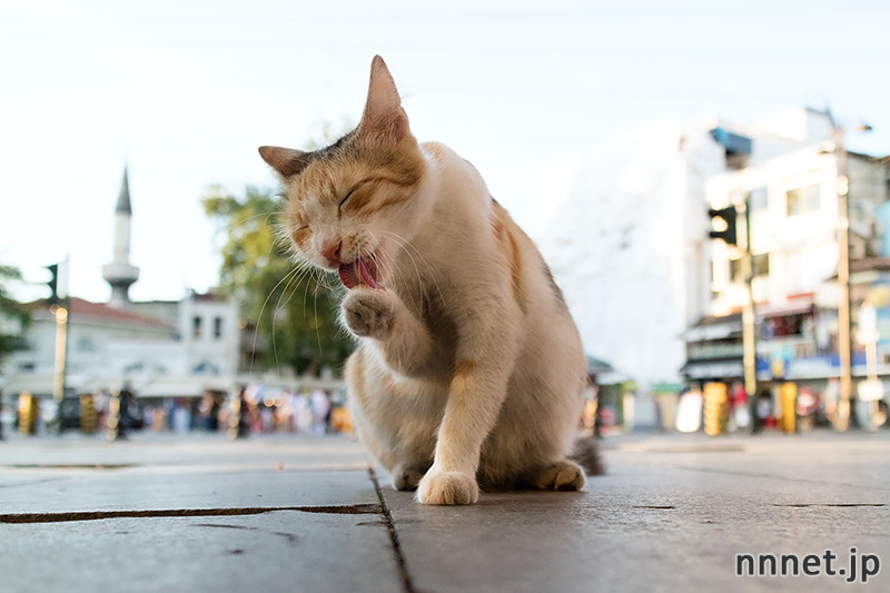 猫がたくさんいる国、トルコ・イスタンブールへの旅
