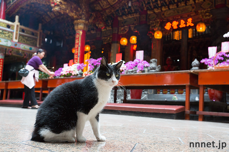 台湾の猫寺・義天宮