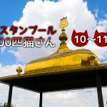 イスタンブールの坂道のある街に暮らす、2匹の仲良し猫