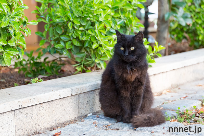 遠くを見つめる、イスタンブールの置物みたいな黒猫さん  猫ねこ 