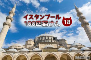 【連載】イスタンブール100匹猫さん 18匹目「店の前で熟睡するキジ白さん」