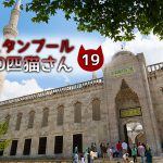 【連載】イスタンブール100匹猫さん 19匹目「何かを見つめる、人に慣れすぎのキジ白さん」