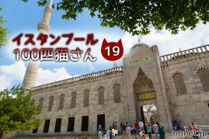 【連載】イスタンブール100匹猫さん 19匹目「何かを見つめる、人に慣れすぎのキジ白さん」