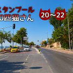 【連載】イスタンブール100匹猫さん 20~22匹目「路地裏の3匹の猫」